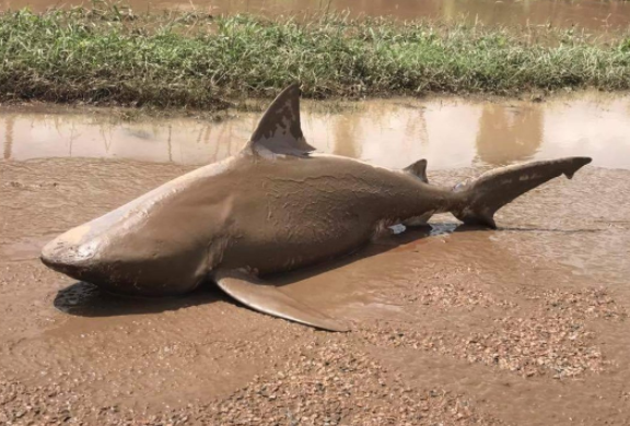 Shark and stormy! Bull shark washed up on Australian road after cyclone