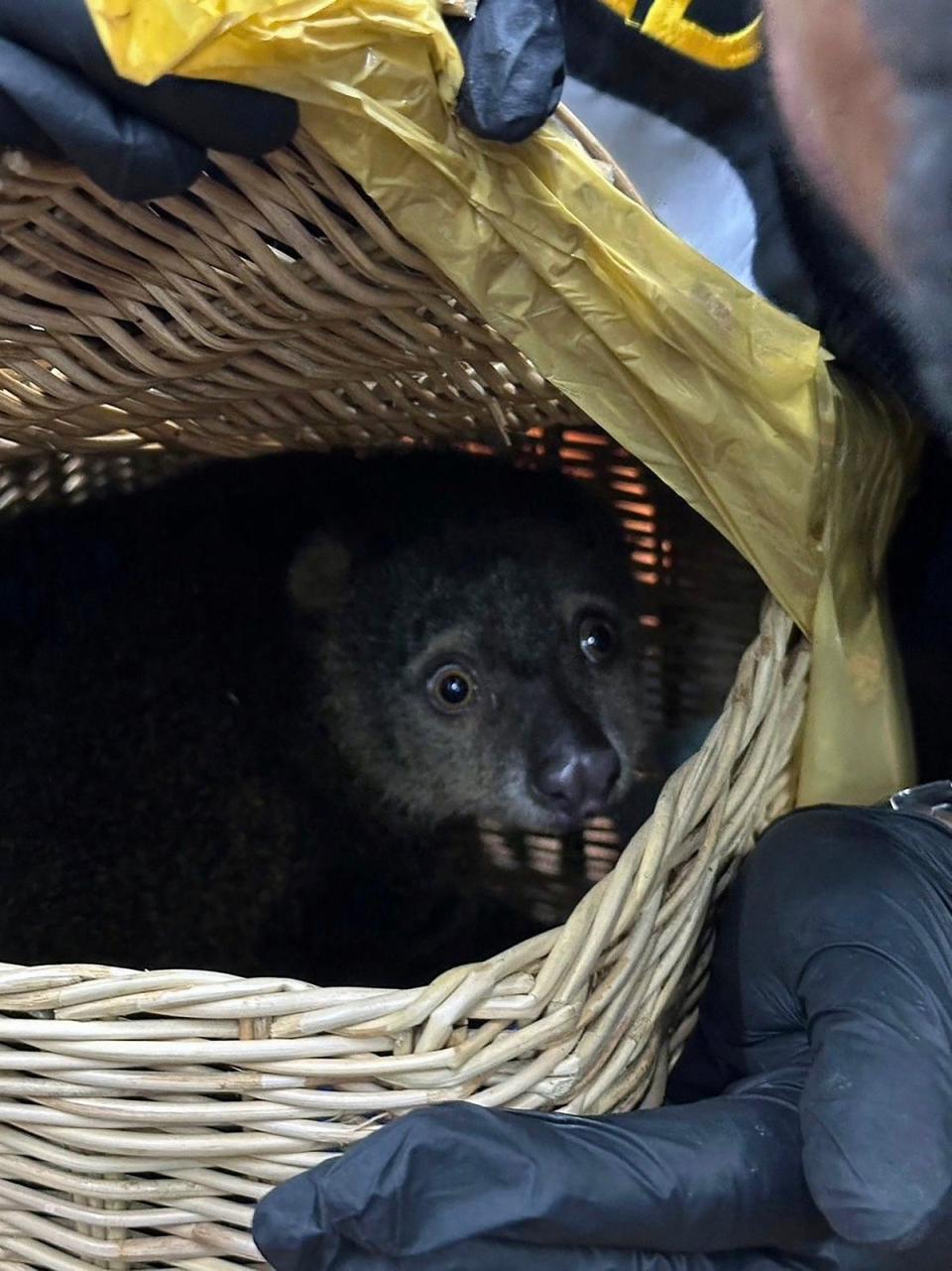 A Sulawesi bear cuscus that was rescued after being found in the luggage of a group of Indian nationals attempting to travel to Mumbai, at Suvarnabhumi International Airport in Bangkok (Thailand's Customs Department/AF)