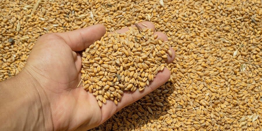 EU to impose grain duties for Russia and Belarus