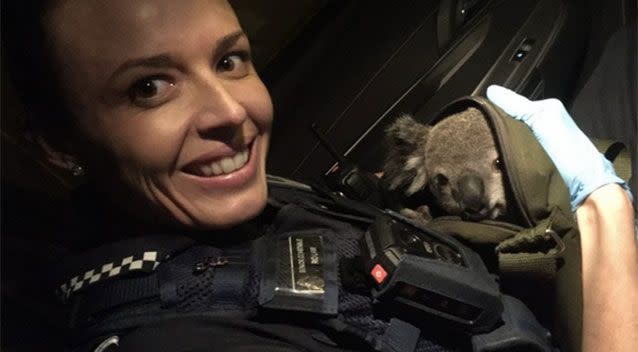 Police say a woman handed over a bag and told officers there was a koala inside. Source: Queensland Police Service.