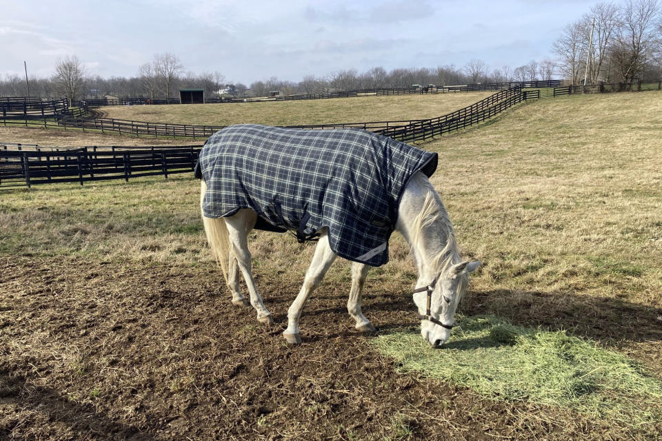 Silver Charm, the 1997 Kentucky Derby and Preakness Stakes winner, munches on some hay Wednesday, Jan. 3, 2024. The racing great is a star attraction at Old Friends, a retirement Farm for thoroughbreds at Georgetown, Ky. Michael Blowen announced Wednesday that he's stepping down as president of the thoroughbred retirement farm he founded. (AP Photo/Bruce Schreiner)