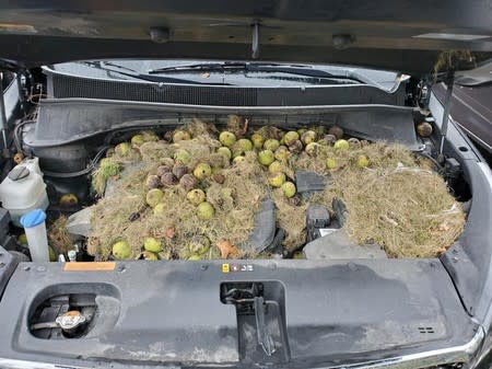 Walnuts and grass hidden by squirrels are seen under the hood of a car, in Allegheny County, Pennsylvania, U.S. in this October 7, 2019 image obtained via social media