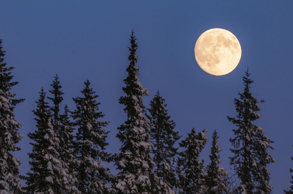 full moon above snowy trees in winter, possibly january wolf moon