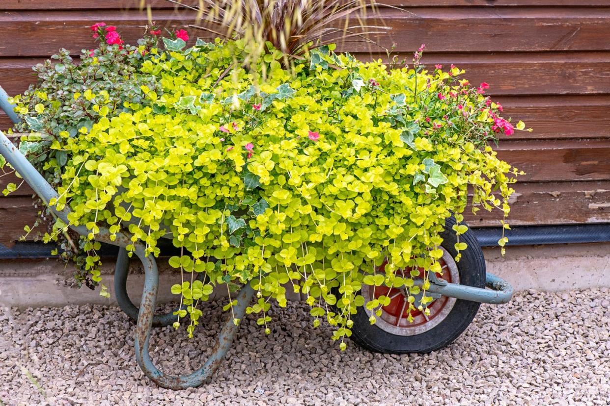 a disused old wheelbarrow filled withcreeping jenny lysimachia nummularia trailing plant and red geraniums for a garden feature