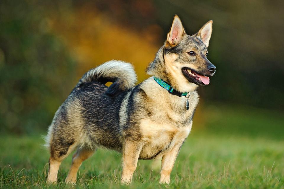 swedish vallhund wearing teal collar