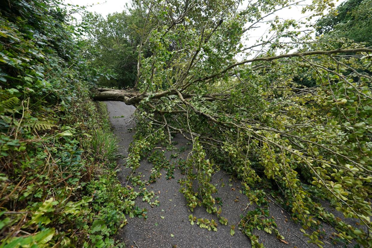 A fallen tree on the road to Veryan on the Roseland Peninsula in Cornwall (PA)