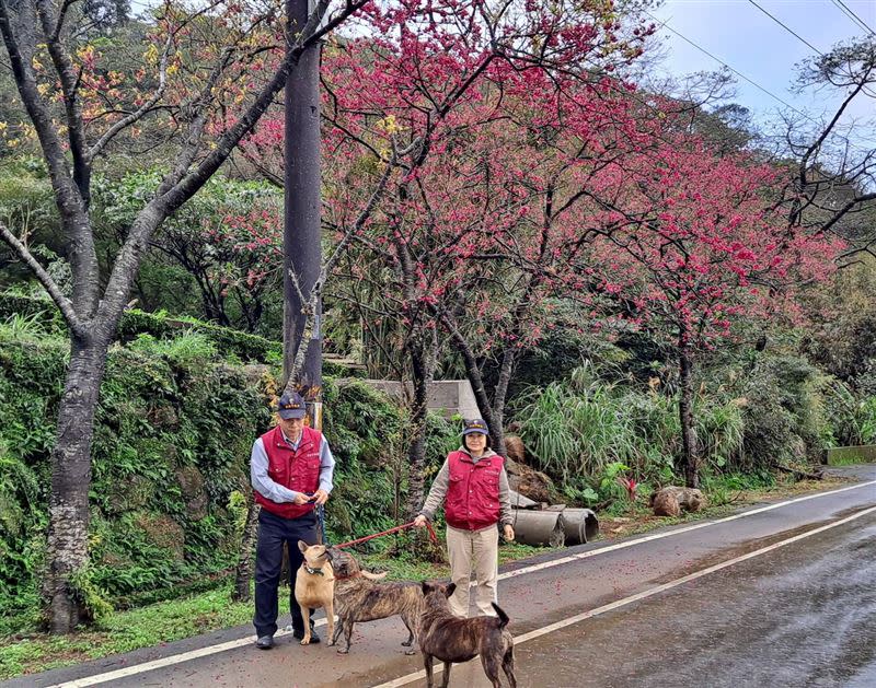 來三芝公立動物之家可以遛狗兼賞櫻。（圖／新北市政府動物保護防疫處提供）