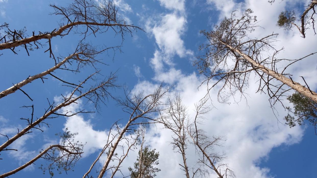 Abgestorbene Bäume in einem Kiefernwald in Nordsachsen. Häufigkeit und Ausmaß aufeinanderfolgender Dürren nehmen Forscher zufolge bis zum Ende des Jahrhunderts in Mitteleuropa zu, wenn die Treibhausgasemissionen nicht reduziert werden. ).