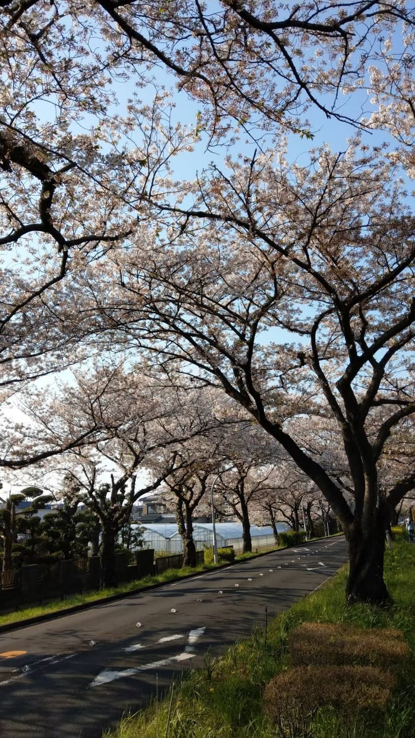 想要赴日本旅遊的國人，還得再等等日本政策公佈。(圖為日本櫻花季)   圖：葉宜哲／攝