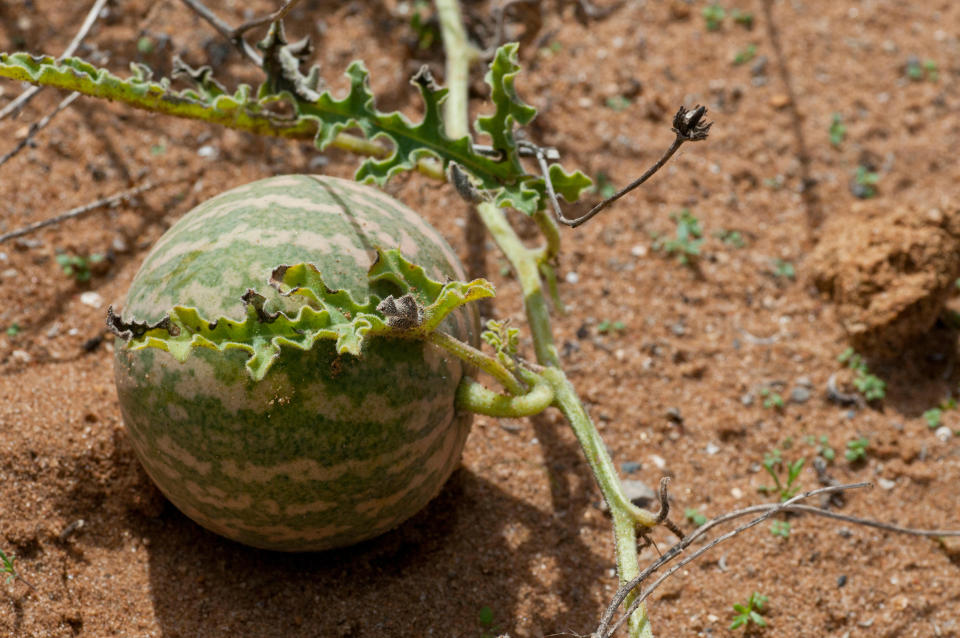 No, it's not a watermelon — it's a white-seed melon. (Alamy)