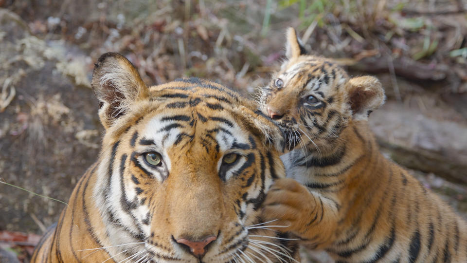 Disneynature's TIGER - A tiger mom tries to relax while her cub tries to bite her ear. (Tom Walker/Disney)