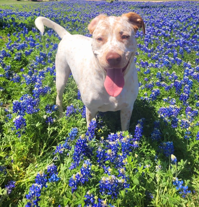 Dog frolicking amongst the bluebonnets (Courtesy: Melanie M Benavides)