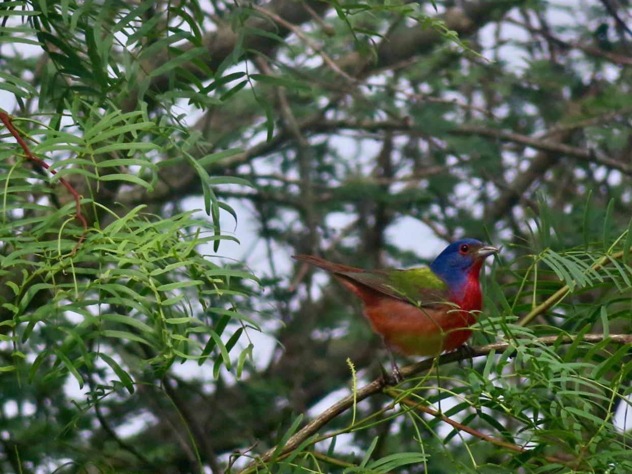 Birds in the city centre had 5% smaller eyes (Washington State University)