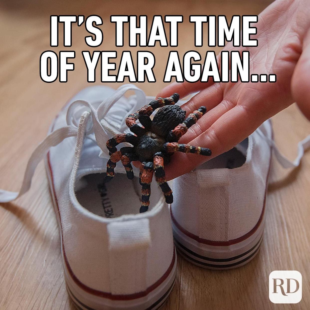Person slipping a spider into shoes. Meme text: It's that time of year again...