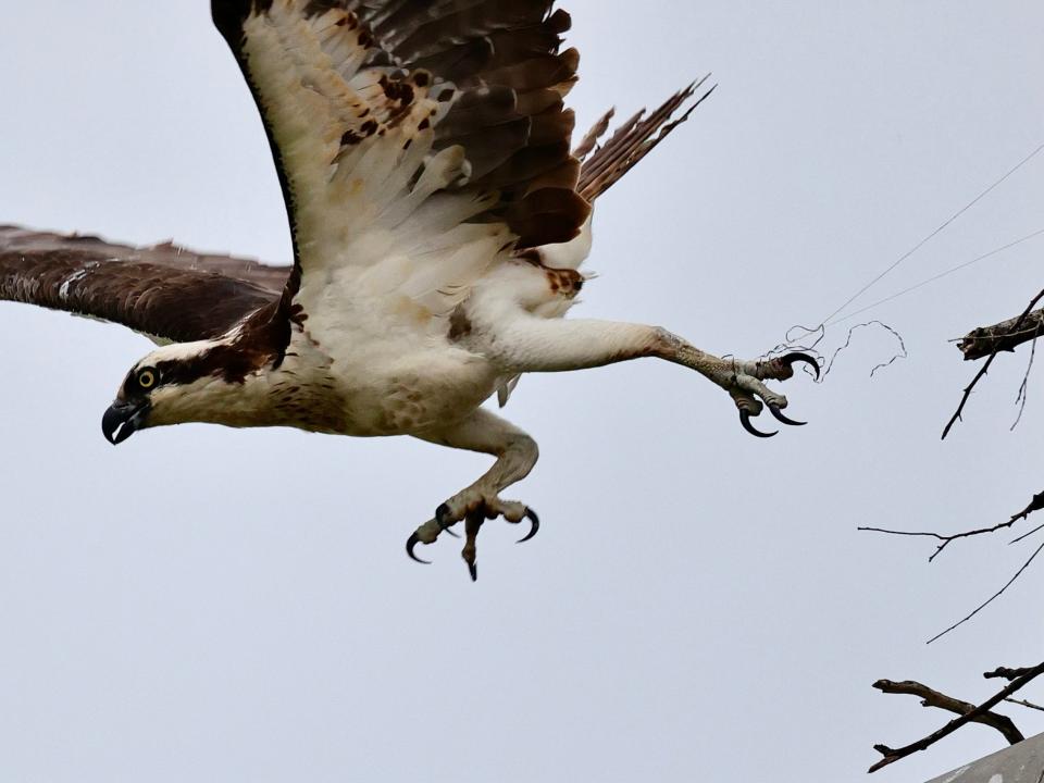 The San Diego Humane Society rescued an osprey entangled by fishing line to her nest atop a 40-foot-tall spotlight pole in the coastal neighborhood of Ocean Beach.