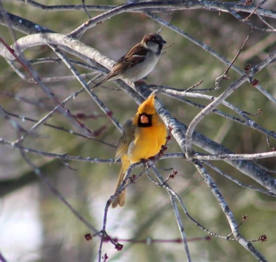 The yellow cardinal sometimes brings along a mate to the Curry household.