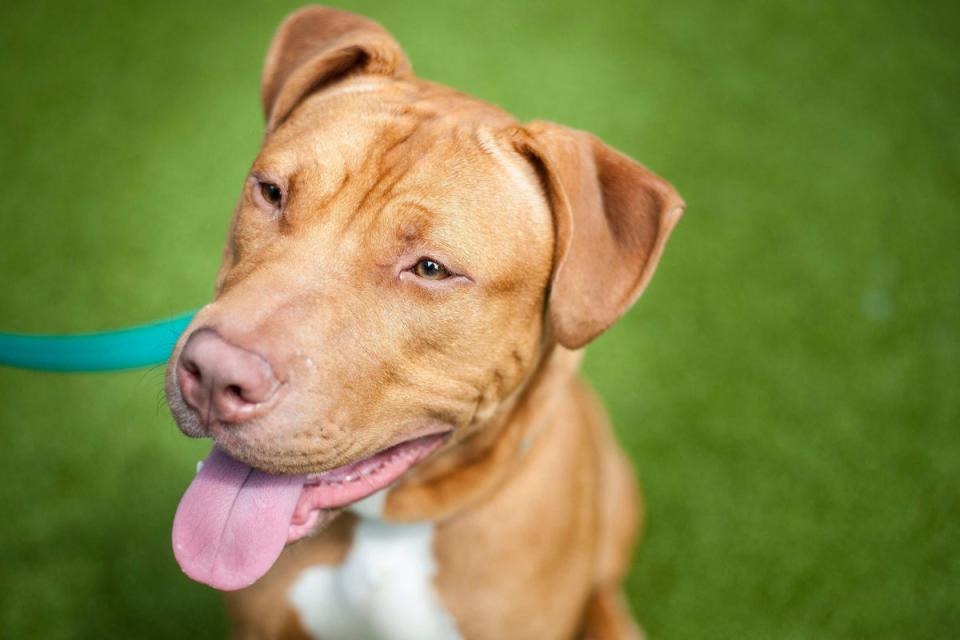 A file picture of a pitbull cross similiar to the breed described by a witness (PA Archive)