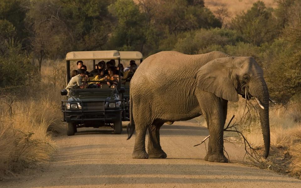 “Years ago, while on safari in Gonarezhou National Park in Zimbabwe, I was chased by a large bull,” Macefield recalls