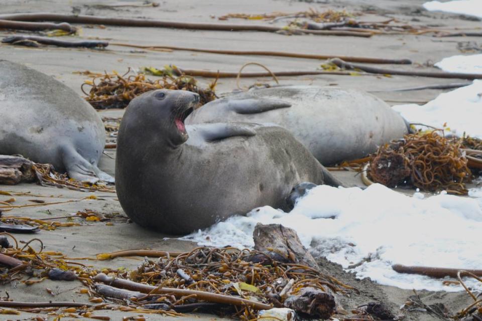 A mother elephant seal yells while her pup gets hit with a wave at the Piedras Blancas rookery on Dec. 29, 2023.