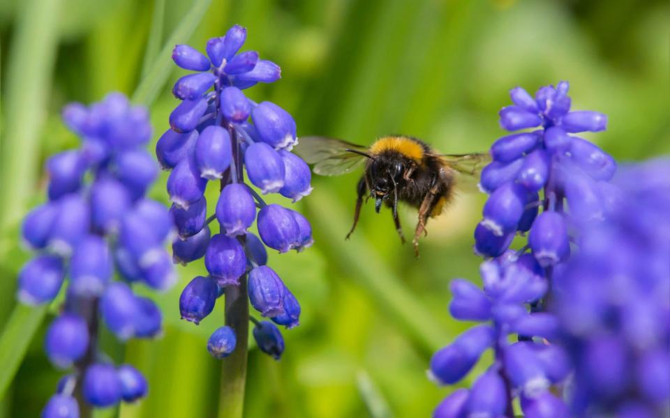 how to plant grow pots flowers bloom all year round uk 2022 gardens gardening tips advice summer - Alamy/Nature Picture Library