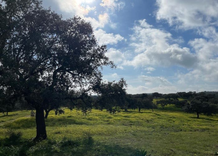 María José Campanario subiendo una foto de un campo