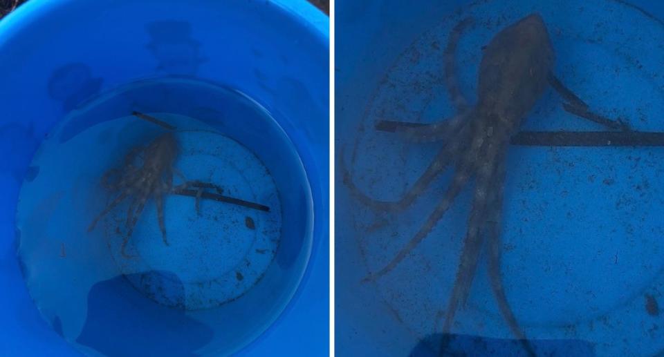 A Newcastle four-year-old accidentally scooped up a deadly blue-ringed octopus in a bucket while visiting a park in Lake Macquarie.