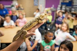 The Pets in the Classroom grant program provides financial support to teachers to purchase and maintain small animals in the classroom. The program was established by the Pet Care Trust to provide children with an opportunity to interact with pets—an experience that can help to shape their lives for years to come.