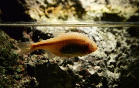 Blind Mexican cavefish are adapted to survive without regulating their blood sugar (iStock)