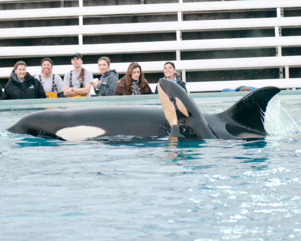 SeaWorld's zoological team watches Kasatka and one of her calves in 2013 in San Diego. (Photo: Mike Aguilera/SeaWorld San Diego via Getty Images)