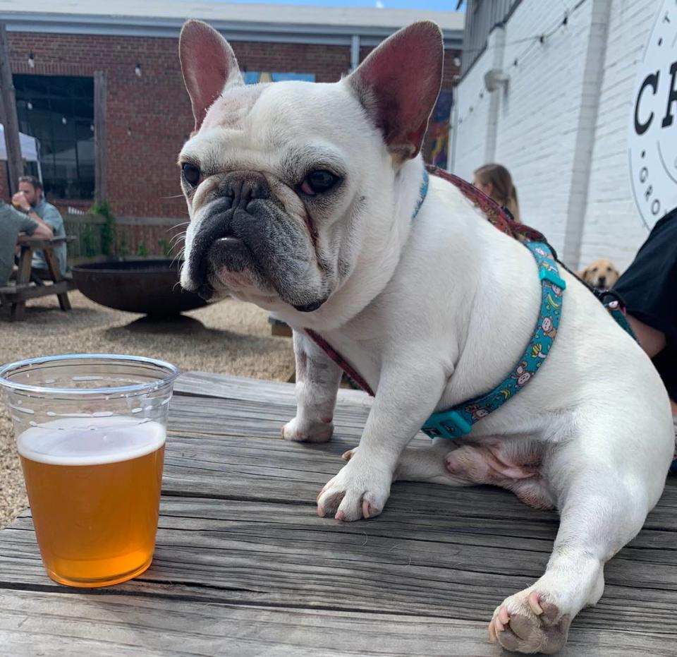 Marie Pisani’s pup, Ziti, is photo bombed by a golden retriever at Craft Tasting Room and Growler Shop in Charlotte.