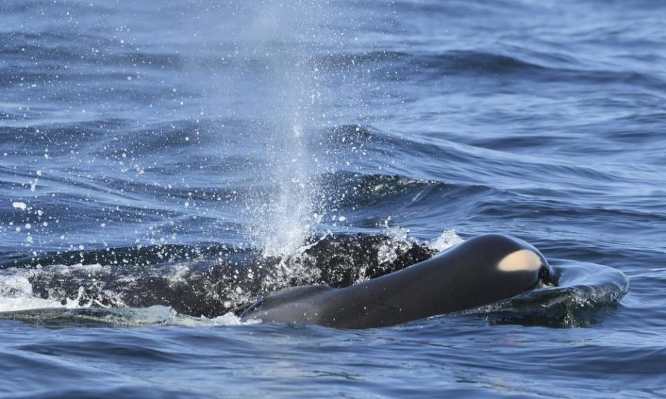A baby orca whale being pushed by her mother after being born on 24 July. The new orca died soon after.