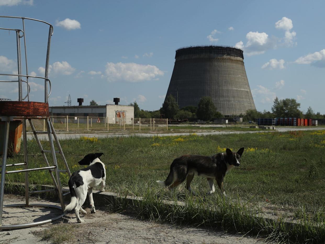 Chernobyl animals