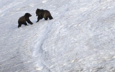 Grizzly bear cubs play on the snow in the Hayden Valley in Yellowstone National Park, Wyoming, June 24, 2011. Picture taken June 24, 2011. REUTERS/Jim Urquhart