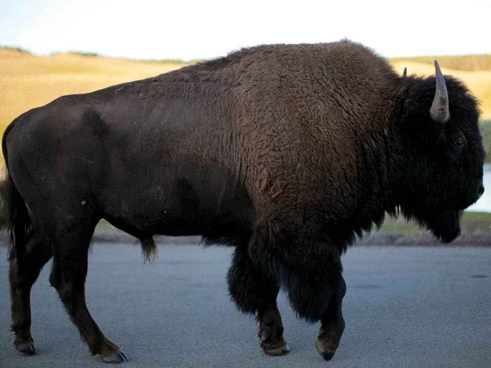 Daniel Wenk had hoped to move bison to a different part of the Yellowstone National Park before he ended his 43-year career: REUTERS