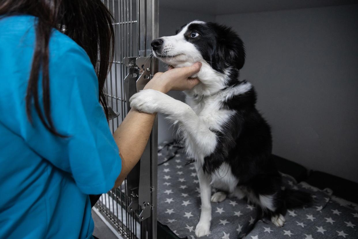 Crop unrecognizable female groomer stroking Border Collie dog before procedure in veterinary clinic