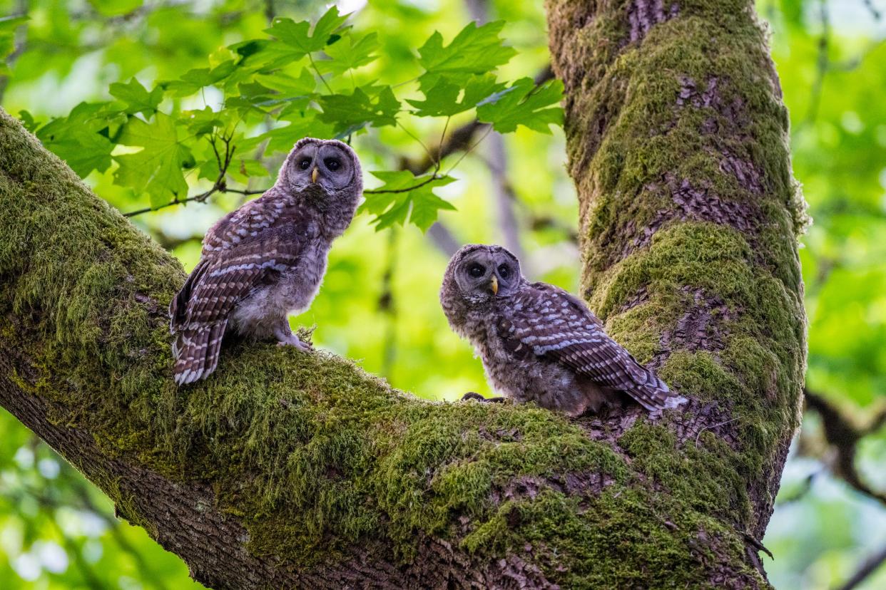 Two juvenile barred owls.