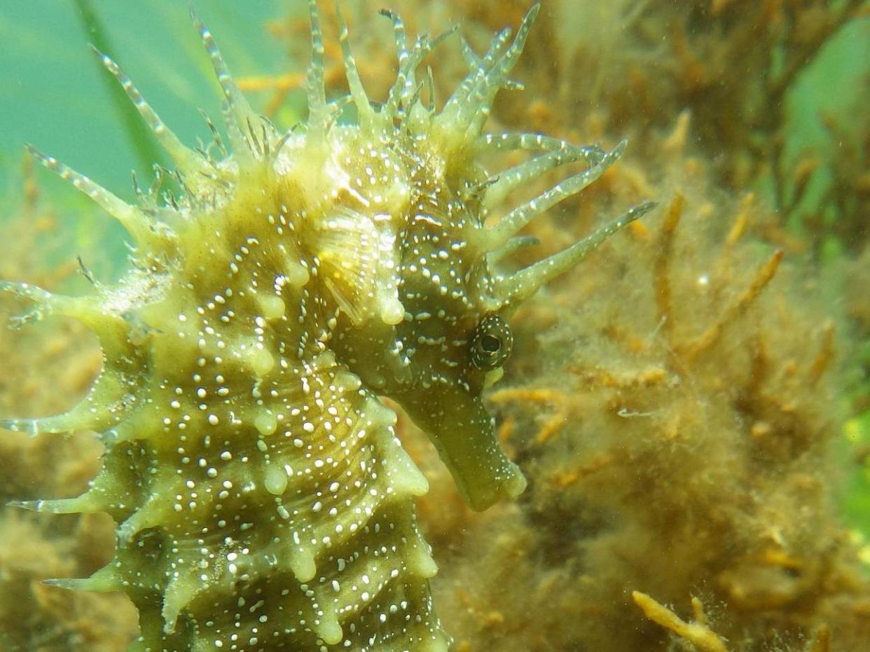 Spiny seahorses, which haven't been seen in Studland Bay for at least two years, have been recolonising their seagrass habitat in the area: Seahorse Trust