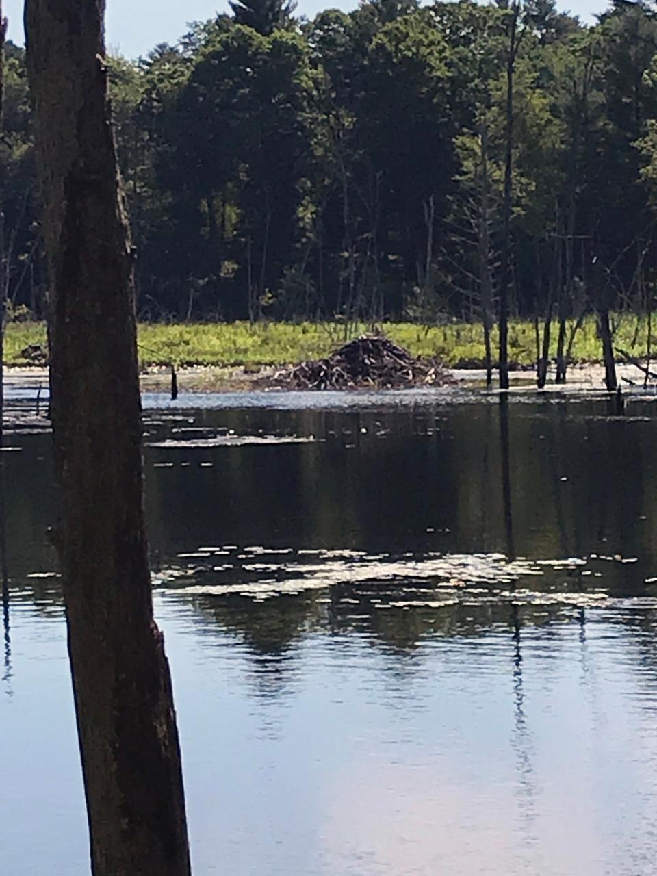 A beaver lodge is located offshore in a swamp created by the critters' dams along the river and its tributaries.