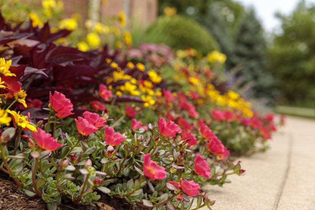 Mojave Red portulaca is winner of 14 awards. Here along a hot walkway it shows its beauty, perseverance and toughness.