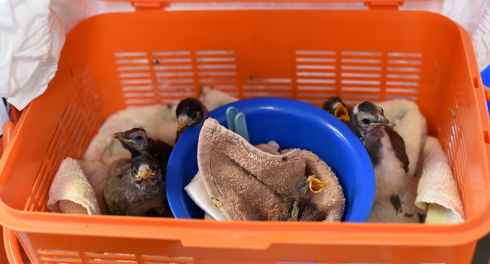 An orange basket full of baby birds including noisy miners.