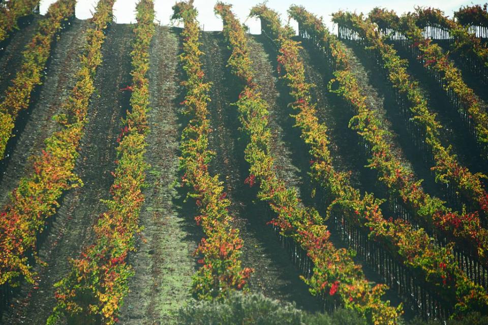 sonoma vineyard