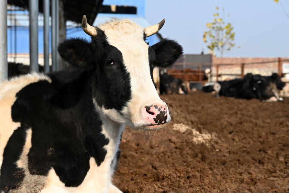 Cows are seen at a dairy farming company in Handan, Hebei Province, China, on November 15, 2021.