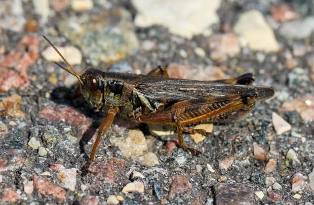 Ranchers have reported seeing as many as 40 grasshoppers per square metre in the area around Vanderhoof, B.C., this year. The insects eat agricultural crops such as wheat and barley, as well as the grass usually munched by cattle. (Dan Johnson/University of Lethbridge - image credit)