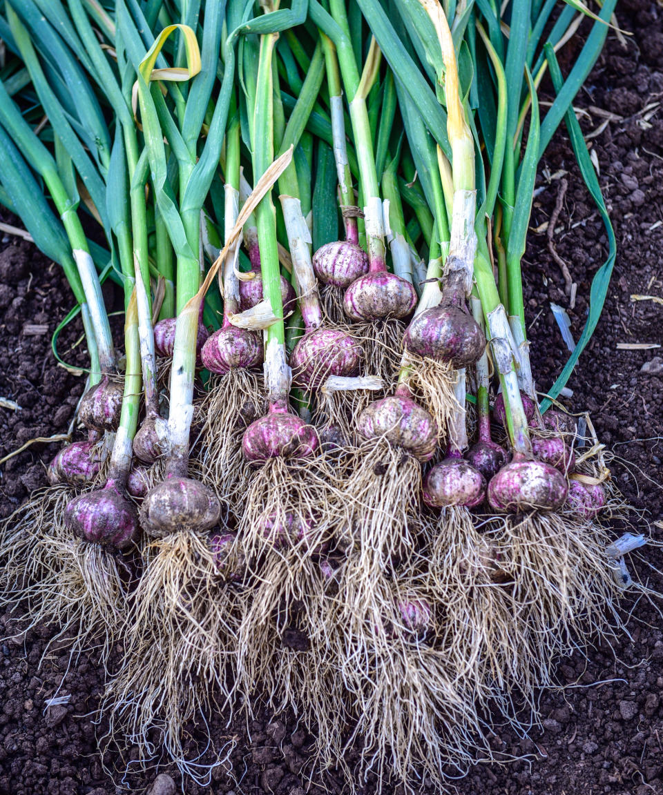 garlic bulbs