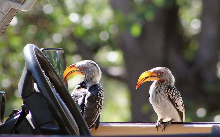 Driving Birds