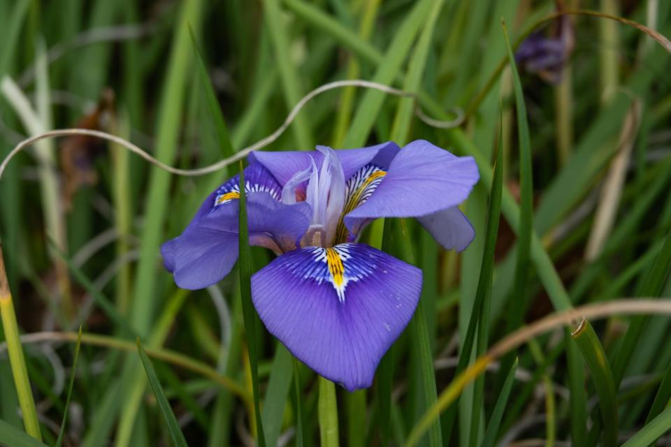 Purple Algerian Iris Flower