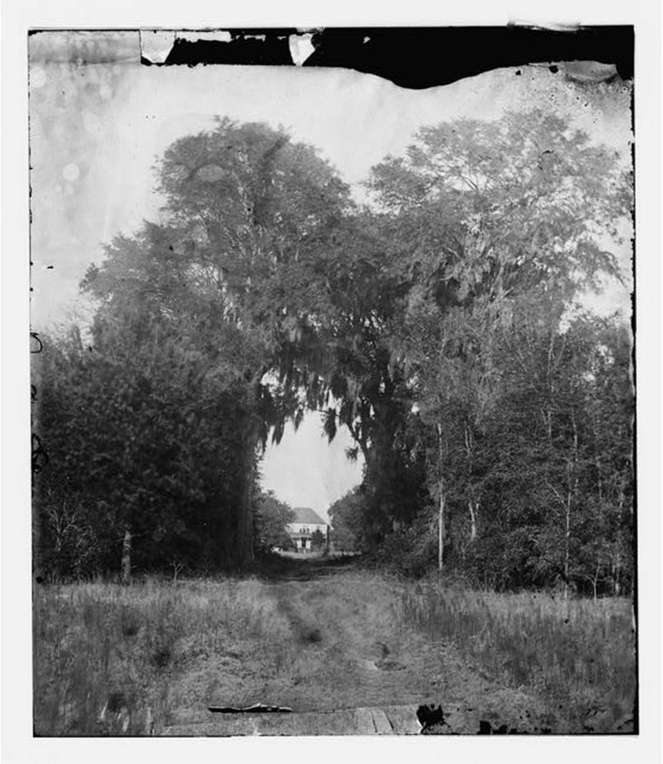 A natural arch leads to the plantation house at Seabrook Plantation, in present day Hilton Head Plantation. The photographer, Timothy O’Sullivan, lived from 1840 to 1882 and took many photos of the Port Royal Sound area in the years leading up to the Civil War.