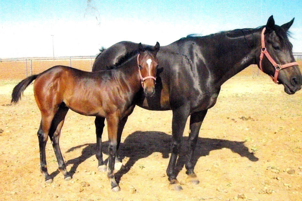 This undated image provided by Frank Sumpter, Wild On Ice, right, is shown at four months old with mare Slamitagain at Sam Stevens Horse Farm in Lamesa, Texas, in July 2020. The 3-year-old qualified for the Kentucky Derby but was euthanized on April 27 with a leg injury after working out at Churchill Downs. Wild On Ice was the first of 12 horses to die from racing or training injuries at the home of the Derby. (Frank Sumpter via AP)