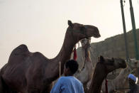 <p>A camel vendor leads his camel at the camel market in Birqash, Giza, 25 km,16 miles north of Cairo, Egypt, on August 26, 2016. (Photo: Fayed El-Geziry /NurPhoto via Getty Images)</p>