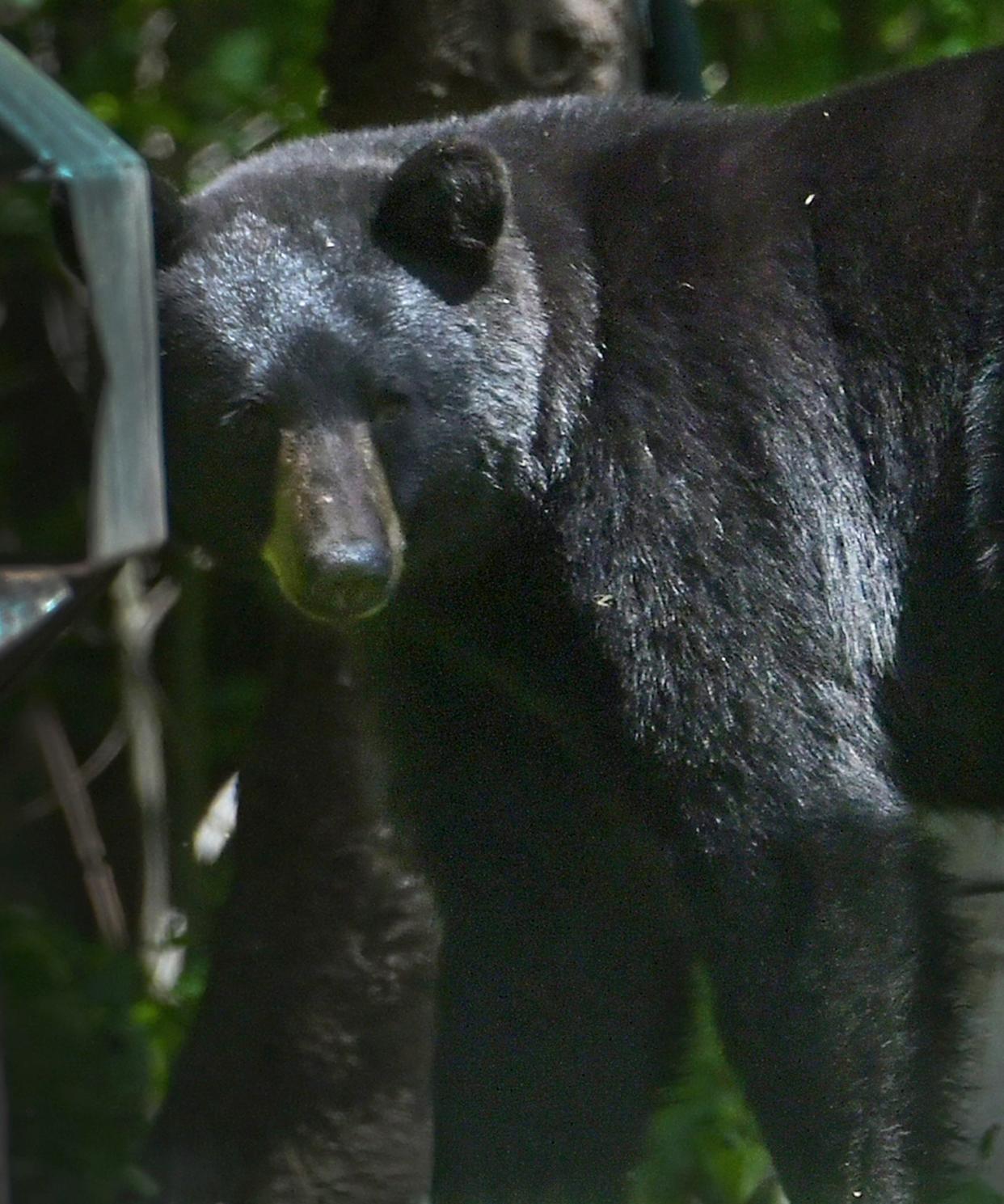 A black bear looks back after ambling out of the woods on Phillipston Road on Monday.